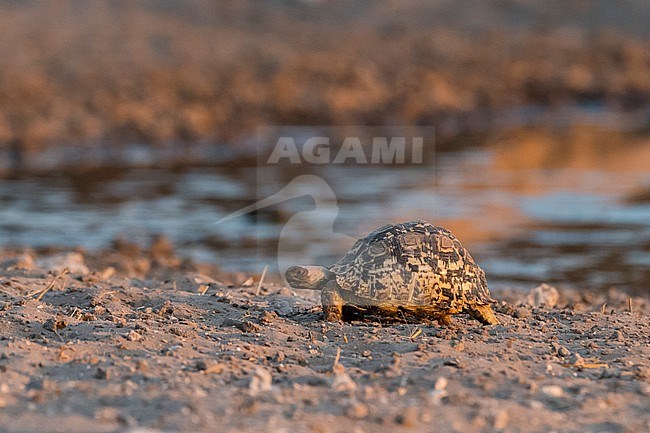 A leopard tortoise, Stigmochelys pardalis, at waterhole. Kalahari, Botswana stock-image by Agami/Sergio Pitamitz,