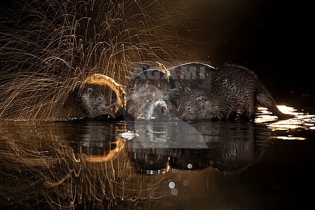 Europese Otters vissend in de nacht; Nightly fishing Otters (Lutra lutra) stock-image by Agami/Bence Mate,