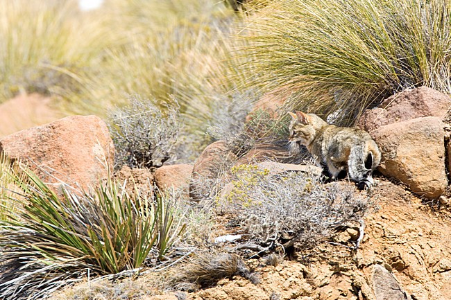 Afrikaanse Wilde Kat op een rots; African Wild Cat amongst rocks stock-image by Agami/Marc Guyt,