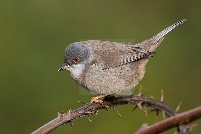 Vrouwtje Kleine Zwartkop; Female Sardinian Warbler stock-image by Agami/Daniele Occhiato,