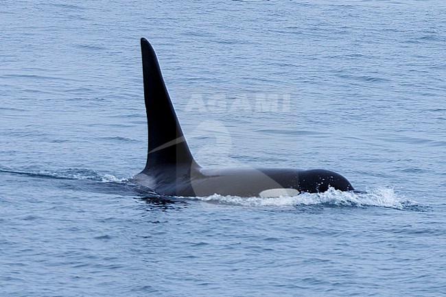 Killer whale (Orcinus orca) taken the 22/06/2022 at Anchorage - Alaska. stock-image by Agami/Nicolas Bastide,