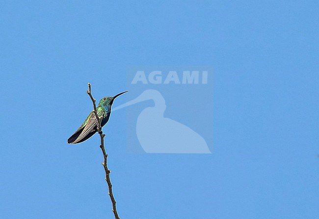 Male Veraguan Mango (Anthracothorax veraguensis) in Panama. stock-image by Agami/Pete Morris,