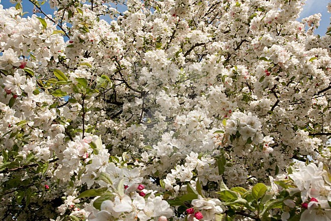 Bloeiende Malus boom Nederland, Flowering Malus tree Netherlands stock-image by Agami/Wil Leurs,