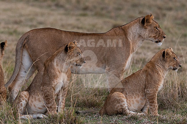 An alert lioness, Panthera leo, and a trio of cubs. Masai Mara National Reserve, Kenya. stock-image by Agami/Sergio Pitamitz,
