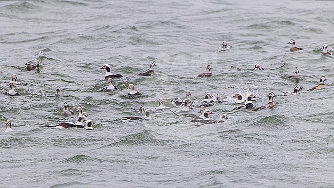 Large flock of Long-tailed Duck (Clangula hyemalis), male and female, winter plumage, swimming on the sea. stock-image by Agami/Lennart Verheuvel,