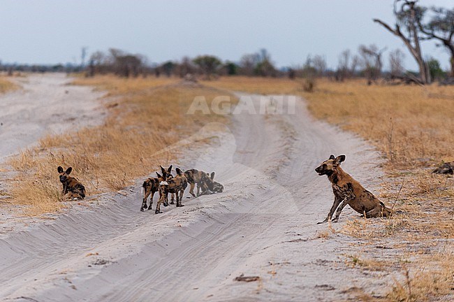 An African wild dog or painted wolf, Lycaon pictus, and her pups playing along a sandy road. Savute Marsh, Chobe National Park, Botswana. stock-image by Agami/Sergio Pitamitz,