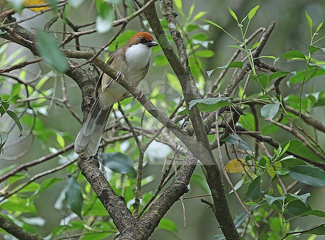 Rufous-crowned laughingthrush (Pterorhinus ruficeps) perched in a tree in Taiwan. stock-image by Agami/James Eaton,