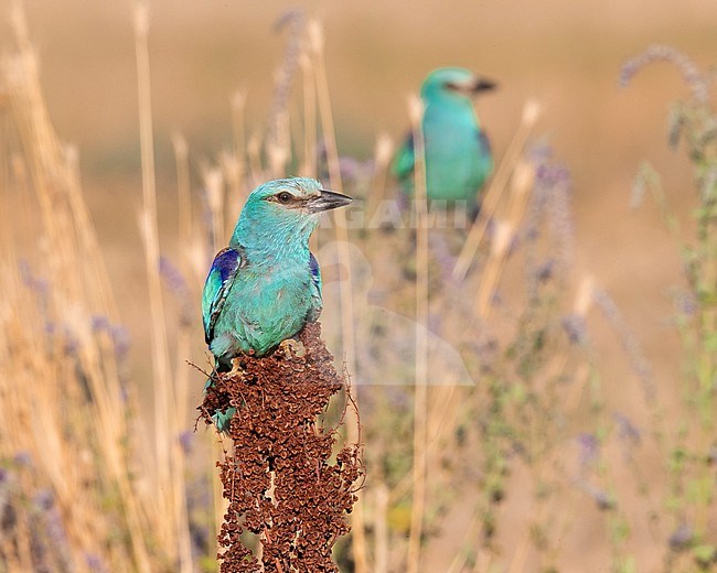 European Roller (Coracias garrulus), front view of an adult male perched on a Rumex crispus, Campania, Italy stock-image by Agami/Saverio Gatto,