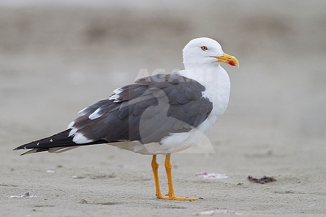 Lesser Black-backed Gull - Heringsmöwe - Larus fuscus, Germany, adult stock-image by Agami/Ralph Martin,