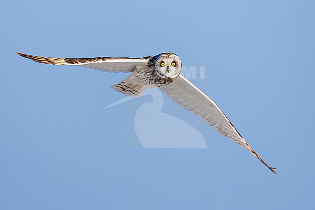 Short-eared Owl (Asio flammeus), front view of an adult in flight, Finnmark, Norway stock-image by Agami/Saverio Gatto,