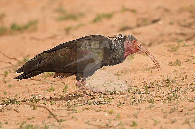 Northern Bald Ibis (Geronticus eremita) is endangered species and breeds at coastal Morocco north of Agadir. stock-image by Agami/Eduard Sangster,