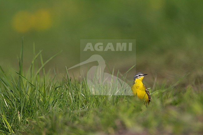 Blue-headed Wagtail - Wiesen-Schafstelze - Motacilla flava ssp. flava, Poland, adult male stock-image by Agami/Ralph Martin,