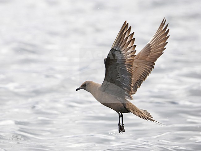 Vliegende donkere fase Kleine Jager; Flying dark morph Parasitic Jaeger stock-image by Agami/Markus Varesvuo,