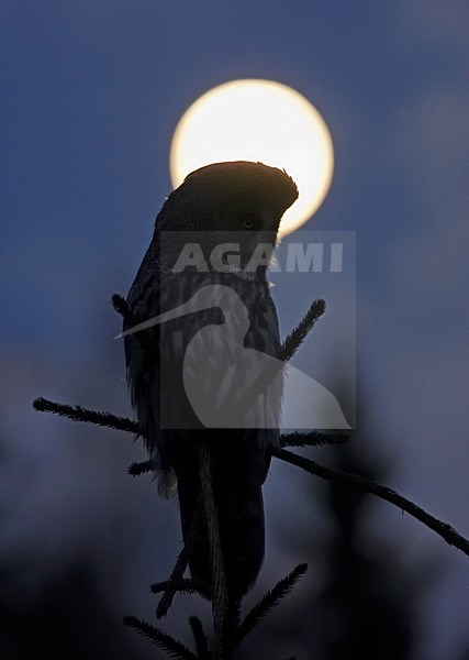 Great Grey Owl perched on a tree with the moon in the background; Laplanduil zittend bovenin een boom met de maan op de achtergrond stock-image by Agami/Markus Varesvuo,
