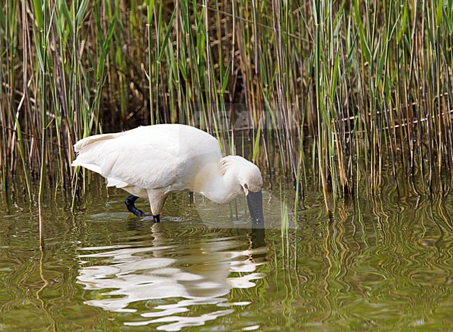 Foeragerende Lepelaar, Eurasian Spoonbill foraging stock-image by Agami/Roy de Haas,