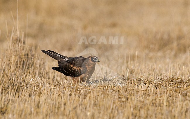 A juvenile male Pallid Harrier (Circus macrourus) resting on a field in Finland. stock-image by Agami/Markku Rantala,