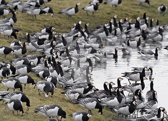  stock-image by Agami/Hans Gebuis,