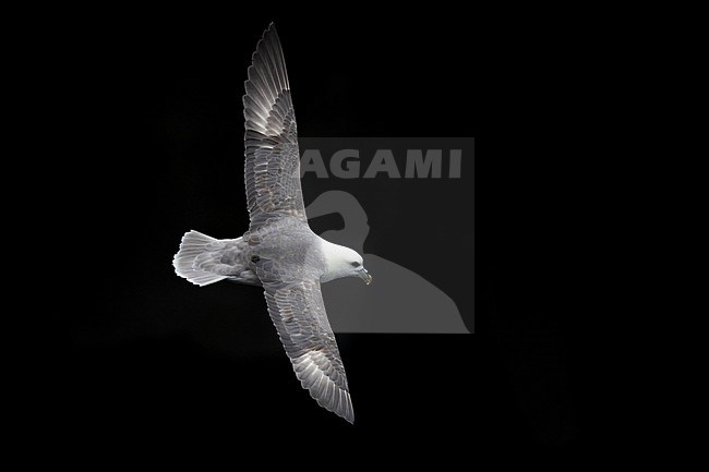 Northern Fulmar (Fulmarus glacialis), adult in flight seen from the above, Western Region, Iceland stock-image by Agami/Saverio Gatto,
