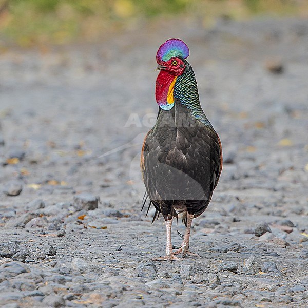Male Green Junglefowl (Gallus varius) standing, seen from the front. stock-image by Agami/Lennart Verheuvel,