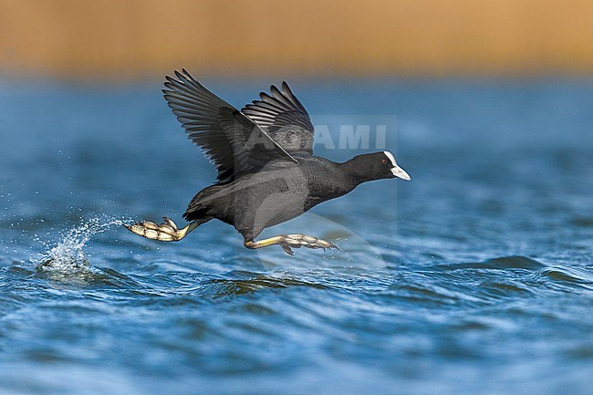 Eurasian Coot, Fulica atra, at a lake in Italy. stock-image by Agami/Daniele Occhiato,