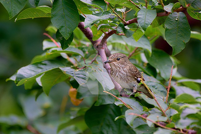Urban Spotted Flycatcher (Muscicapa striata) parent bringing a food to a nest nearby, Czechia stock-image by Agami/Tomas Grim,