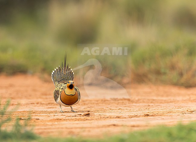 Adult male Pin-tailed Sandgrouse (Pterocles alchata) on the steppes of Belchite, Spain. Standing on the ground with cocked tail. stock-image by Agami/Marc Guyt,