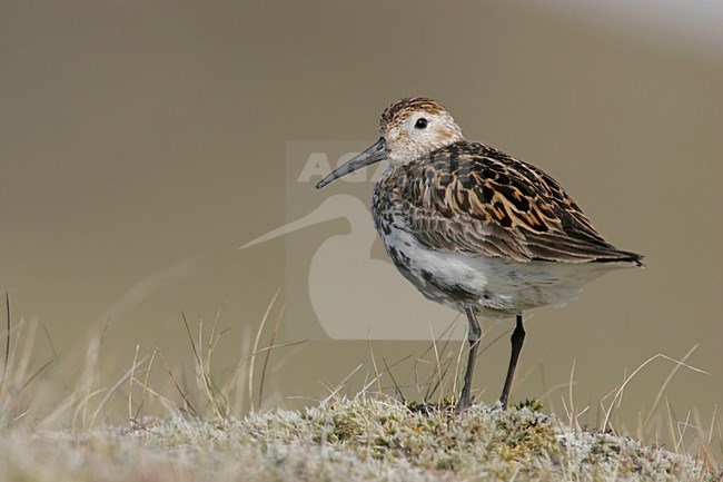 Bonte Strandloper in zomerkleed; Dunlin in summerplumage stock-image by Agami/Menno van Duijn,