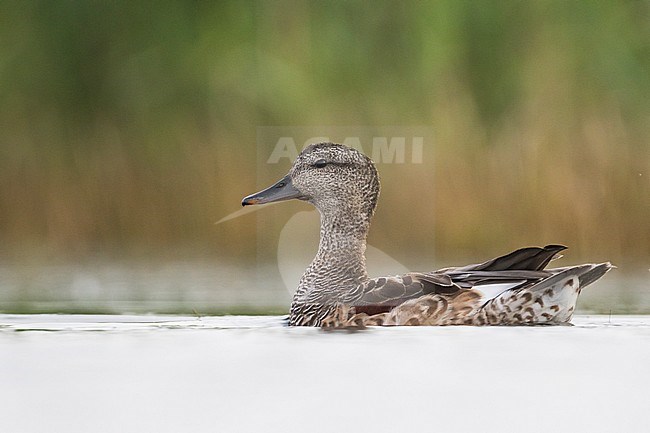 Gadwall - Schnatterente - Anas streperea, Germany, adult male, eclipse stock-image by Agami/Ralph Martin,