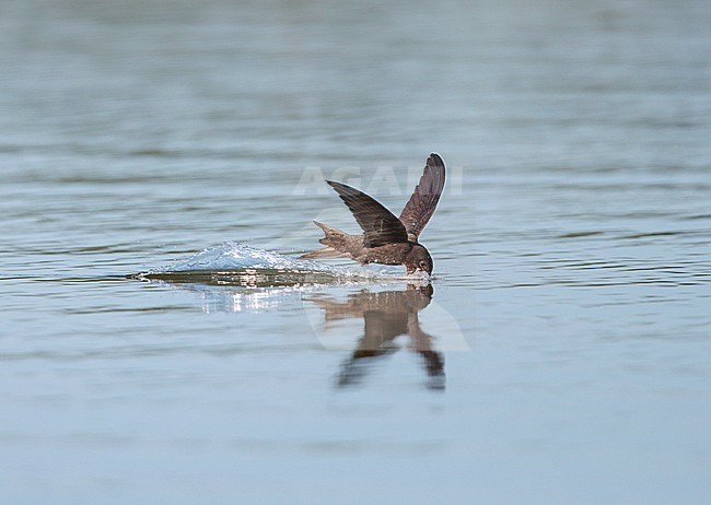 Common Swift (Apus apus) in the Netherlands. Drinking water in flight. stock-image by Agami/Ran Schols,