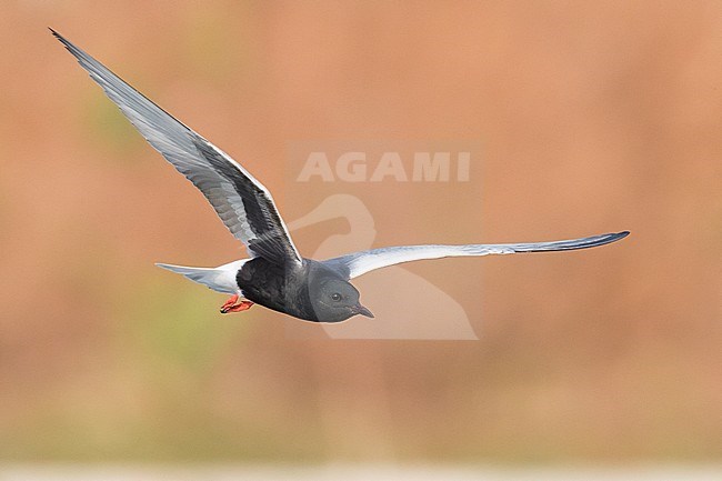 White-winged Tern (Chlidonias leucopterus), adult standing in the water stock-image by Agami/Saverio Gatto,