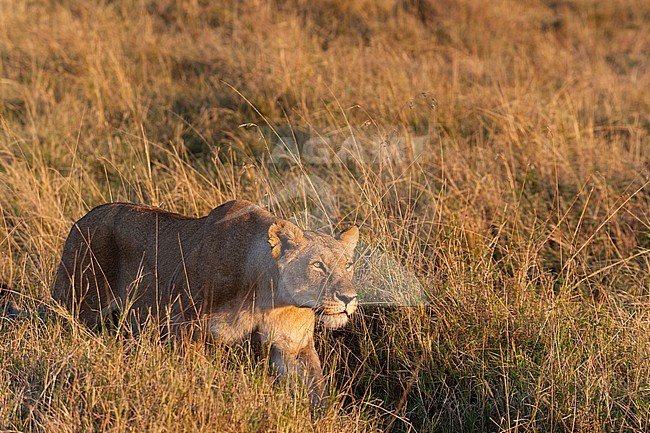 A lioness, Panthera leo, walking in tall grass. Masai Mara National Reserve, Kenya. stock-image by Agami/Sergio Pitamitz,
