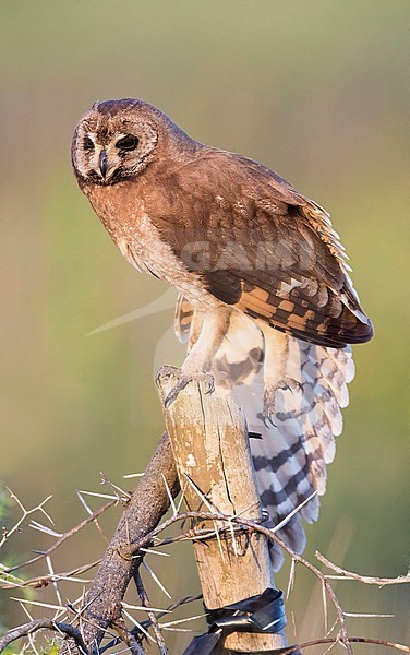 Marsh Owl (Asio capensis tingitanus), adult stretching a wing on a post in Morocco stock-image by Agami/Saverio Gatto,