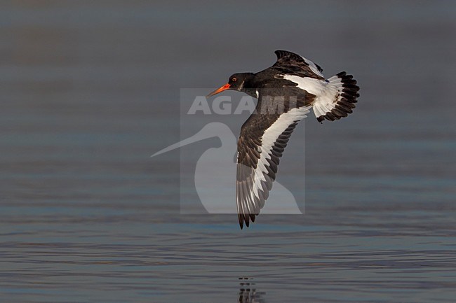Beccaccia di mare; Oystercatcher; Haematopus ostralegus stock-image by Agami/Daniele Occhiato,
