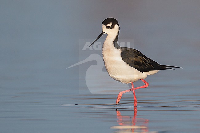 Adult male
Colusa Co., CA
December 2012 stock-image by Agami/Brian E Small,