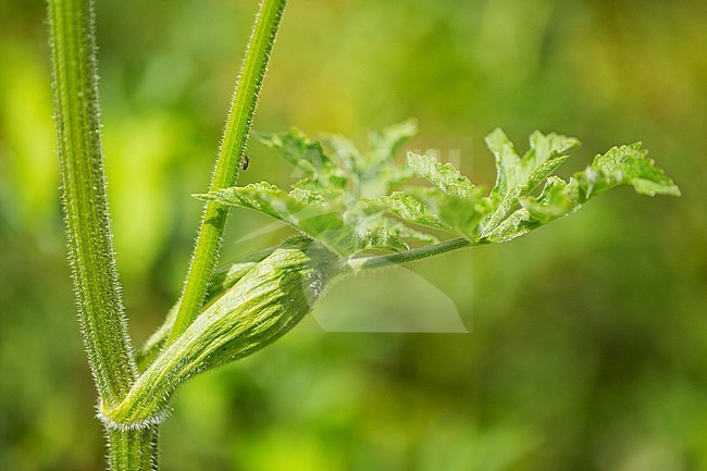 Hogweed stock-image by Agami/Wil Leurs,