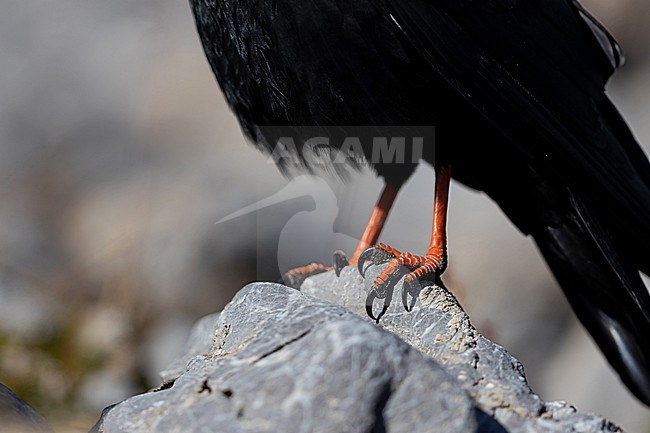 a macro of the red legs of a Yellow-billed Chough (Pyrrhocorax graculus) 
 stock-image by Agami/Mathias Putze,