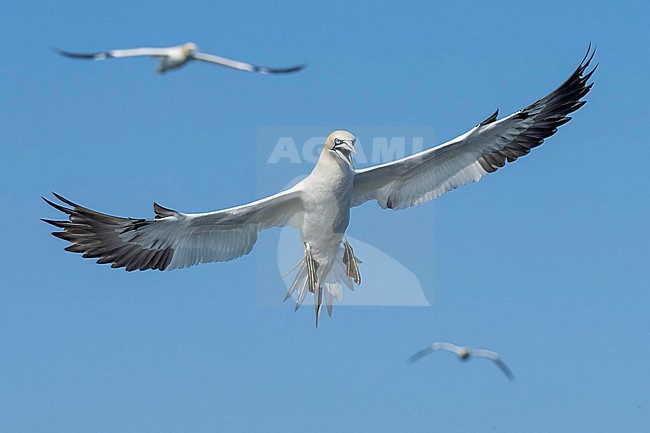 Northern Gannet (Morus bassanus) hunting for fish. stock-image by Agami/Marcel Burkhardt,