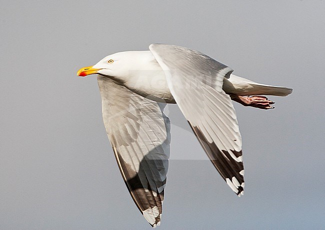 Adult European Herring Gull (Larus argentatus) in summer plumage flying over Wadden island Vlieland in the Netherlands. stock-image by Agami/Marc Guyt,