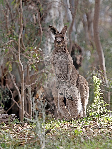 Eastern grey kangaroo (Macropus giganteus) in Australia. Also known as the great grey kangaroo and the forester kangaroo. stock-image by Agami/Pete Morris,