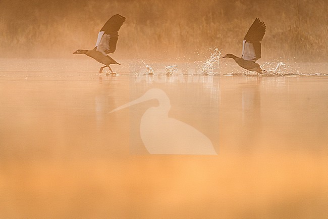  stock-image by Agami/Menno van Duijn,