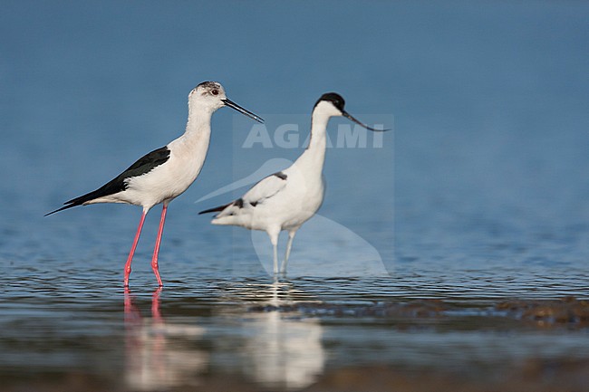 Black-winged Stilt - Stelzenläufer - Himantopus himantopus ssp. himantopus, Spain (Mallorca), adult female with Avocet stock-image by Agami/Ralph Martin,