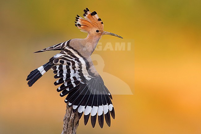 Eurasian Hoopoe (Upupa epops) in Italy. stock-image by Agami/Daniele Occhiato,