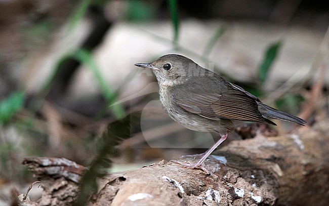 Siberian Blue Robin, Larvivora cyane cyane, female at Doi Angkang, Thailand stock-image by Agami/Helge Sorensen,