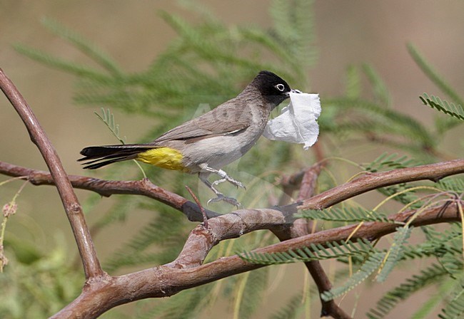 Arabische Buulbuul met nestmateriaal; White-spectacled Bulbul with nesting material stock-image by Agami/Markus Varesvuo,
