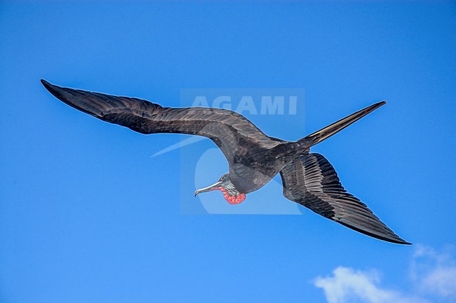 Adult male Great Frigatebird (Fregata minor) in flight, seen from below. stock-image by Agami/Rob Riemer,
