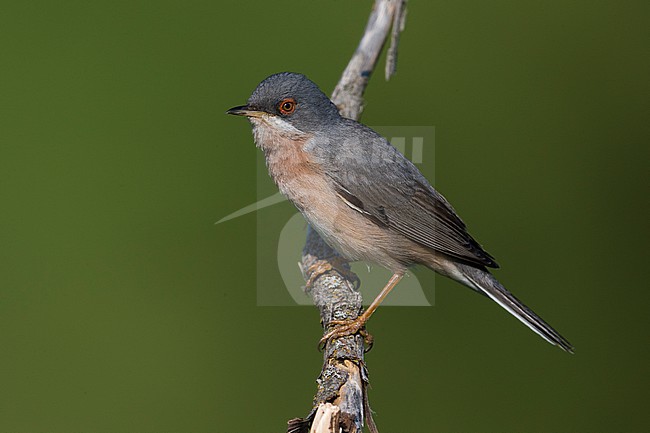 Moltoniâ€™s Baardgrasmus, Moltoni's Warbler; Sylvia subalpina stock-image by Agami/Daniele Occhiato,