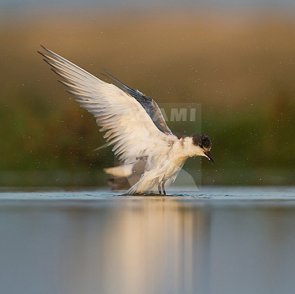 Bading Whiskered Tern - Weissbart-Seeschwalbe - Chlidonias hybrida hybrida, Oman, 1st Winter plumage stock-image by Agami/Ralph Martin,