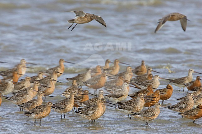 Rosse Grutto\'s op het wad; Bar-tailed Godwits in the Waddensea stock-image by Agami/Arie Ouwerkerk,