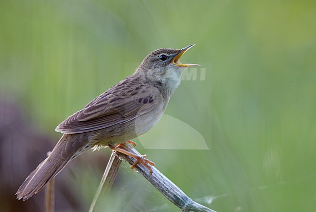 Zingende Sprinkhaanzanger, Singing Common Grasshopper Warbler stock-image by Agami/Markus Varesvuo,