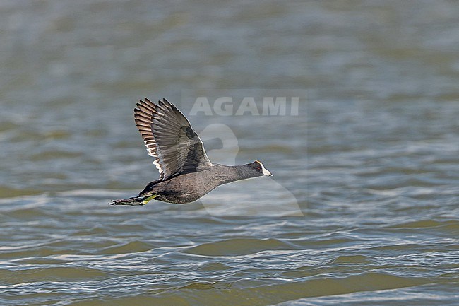 Caribbean Coot (Fulica americana), a color morph of the American coot ,in the Dominican Republic. stock-image by Agami/Pete Morris,